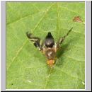 Philophylla caesio - Bohrfliege 04.jpg